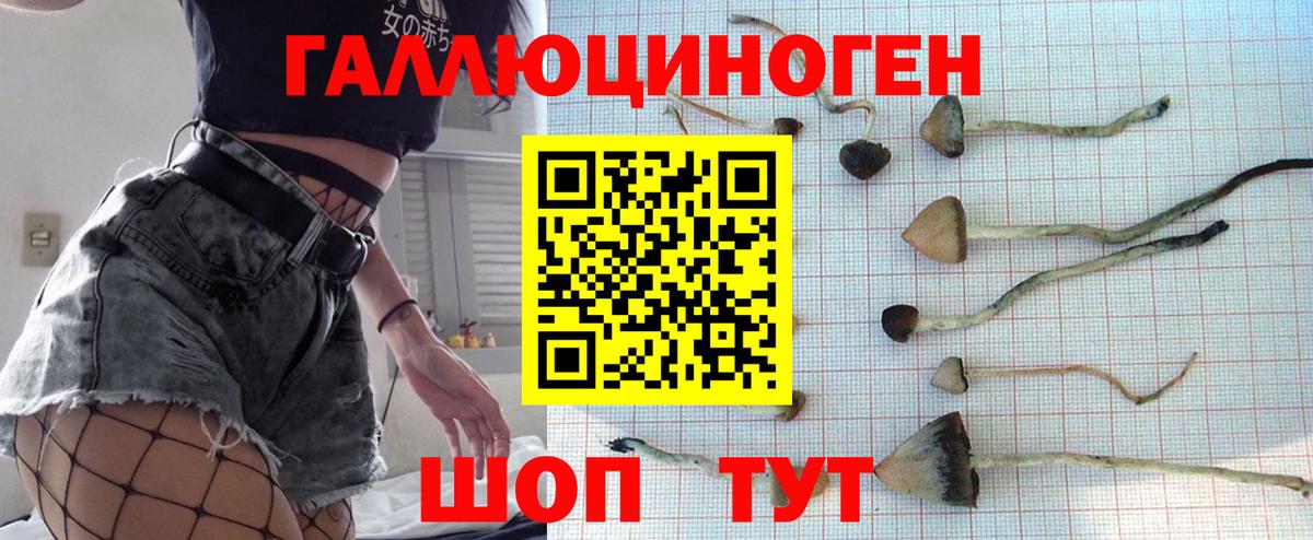 Новомосковск  Галлюциногенные грибы Psilocybe  Вход с VPN 